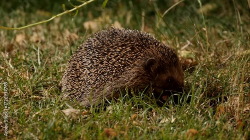 hedgehog, Erinacaeus europaeus, searching for food at night 2