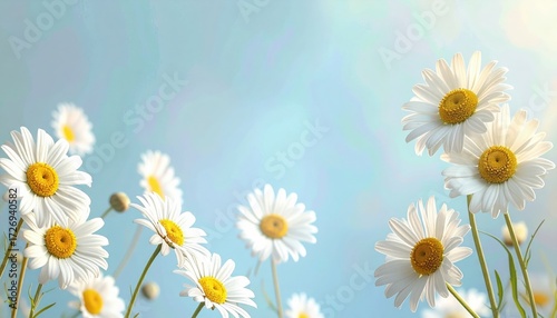 Vibrant daisies blooming in a sunny meadow nature photography outdoor environment close-up view floral beauty