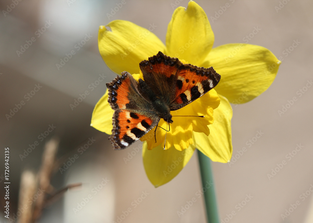 Obraz premium Kleiner Fuchs - Small tortoiseshell