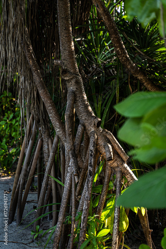Close-up of screw pine trees with prominent stilt roots and dense tropical vegetation growing in sandy coastal soil on an island in the Maldives, illuminated by soft natural light.