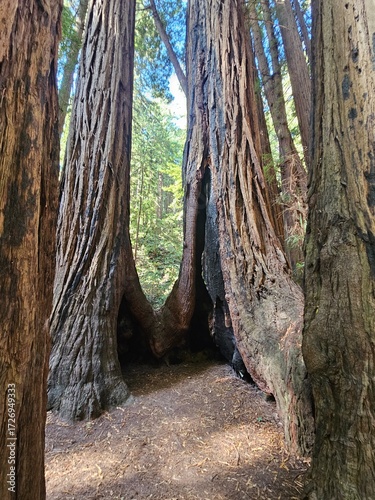 hollowed out tree in the forest