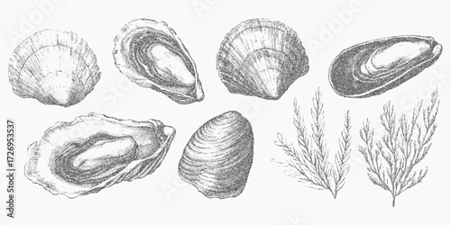 Marine elements including shells and seaweed, grainy surface and speckled paper texture, subtle threshold lines and dusty ink shading.