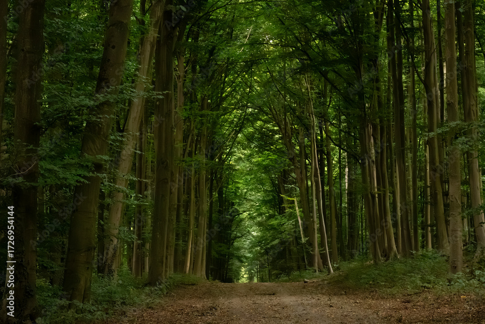 Fototapeta premium Scenic forest landscape with a winding road through tall green trees. Ideal for nature, travel, eco design, wellness, outdoor adventure, fresh air, and environmental concepts.