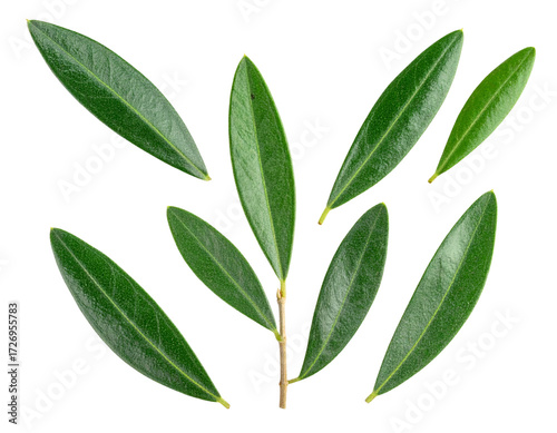 Elegant Olive Branch with Multiple Leaves and Minimalist Style PNG