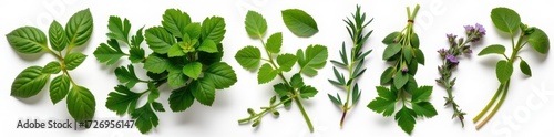 Fresh herbs isolated on white background: basil, mint, parsley, rosemary, thyme, oregano. Vibrant green foliage, perfect for culinary or medicinal use, botanical, texture