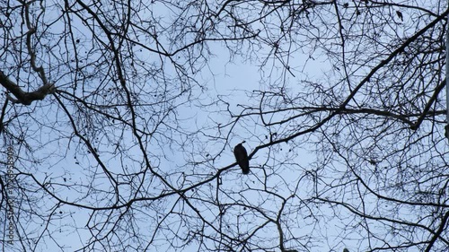 Bird is resting on a tall tree in slow motion