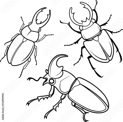 Detailed beetle collection line art for educational materials or scientific illustration, evoking curiosity and wonder with its precise design, a unique specimen