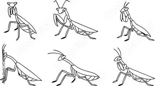 Intricate praying mantis line art collection for educational resources or creative design projects, showcasing nature's fascinating insect world