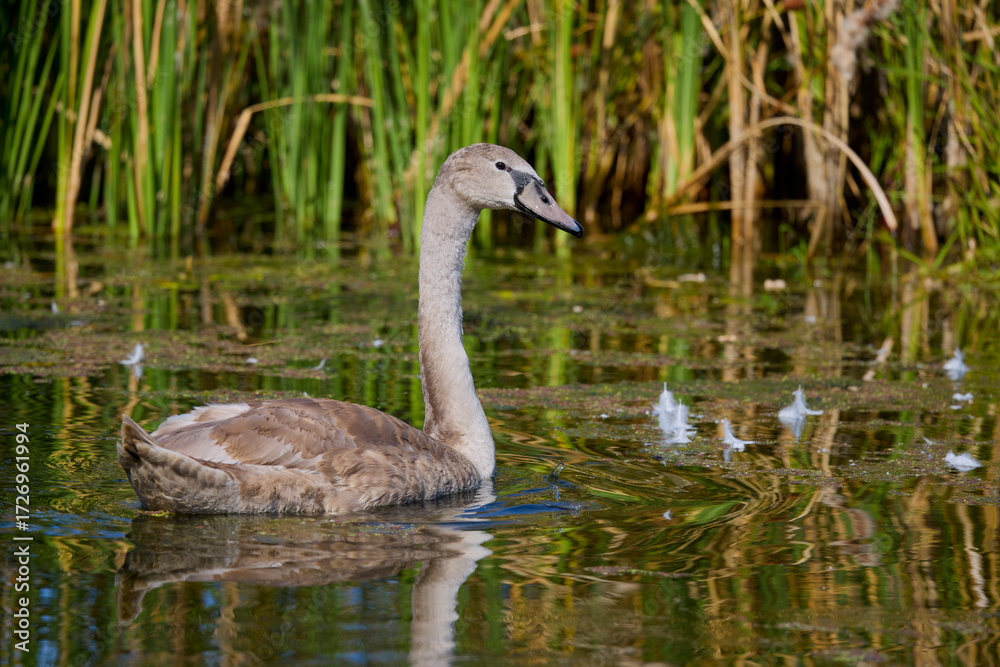 Fototapeta premium portrait of young swans on a lake on a sunny day