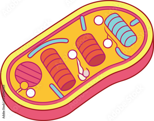 Vibrant, simplified illustration of a mitochondrion, the powerhouse of the cell, showcasing its internal structures for educational and scientific representation.