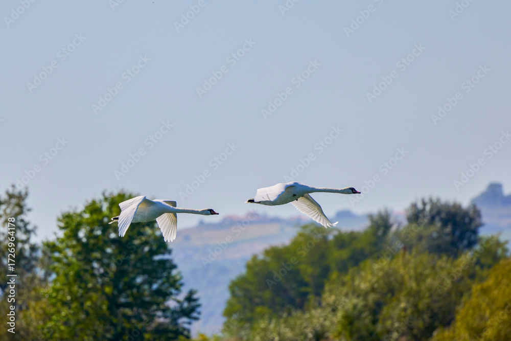 Fototapeta premium a group of swans flying in the sky