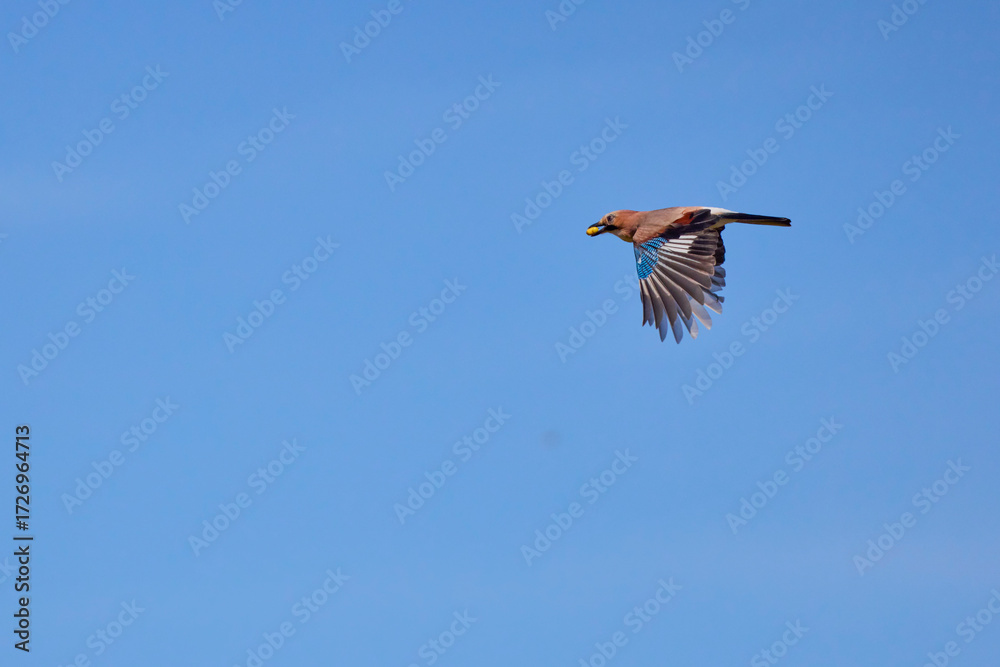 Obraz premium (Garrulus glandarius) in flight in the blue sky with an acorn in its beak