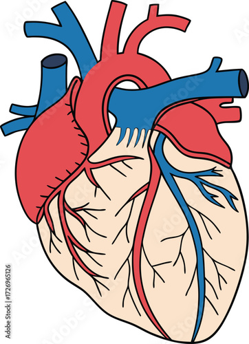 Detailed human heart illustration showing vital arteries and veins, perfect for medical education and health awareness campaigns