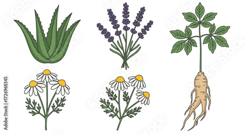 Aloe Vera, Lavender, Chamomile, Ginseng, Natural Remedies, Botanical Art, Nature Design