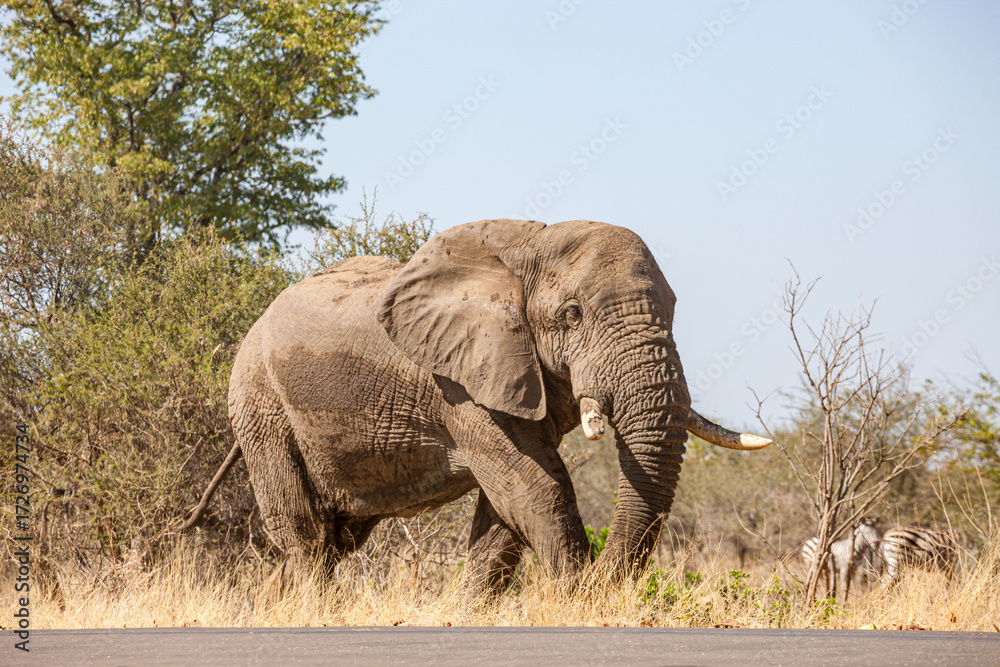 Fototapeta premium South Africa, Kruger National Park, African Elephant (Loxodonta africana)