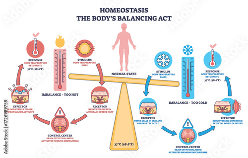 Homeostasis shows how the body maintains balance using a scale, thermometers, and brain icons to illustrate temperature regulation. Outline diagram