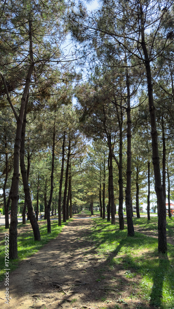 Fototapeta premium Symmetrical pine tree alley in city park on sunny day, vertical natural landscape with walking path and tall trees