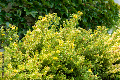Foto Shrubby cinquefoil or Potentilla Fruticosa Elizabeth plant in Saint Gallen in Switzerland 18
