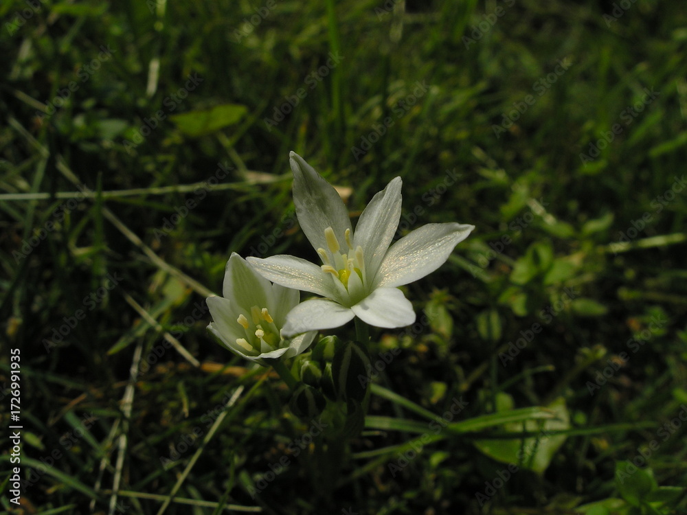 Obraz premium Common Star of Bethlehem (Ornithogalum umbellatum)