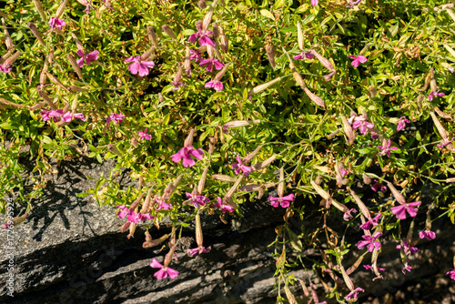 Caucasian campion or Silene Schafta plant in Saint Gallen in Switzerland 18.8.2025