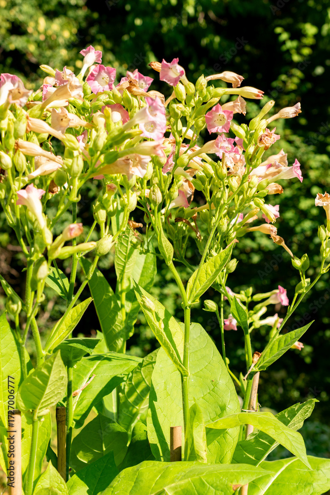 Obraz premium Cultivated tobacco or Nicotiana Tabacum plant in Saint Gallen in Switzerland 18.8.2025