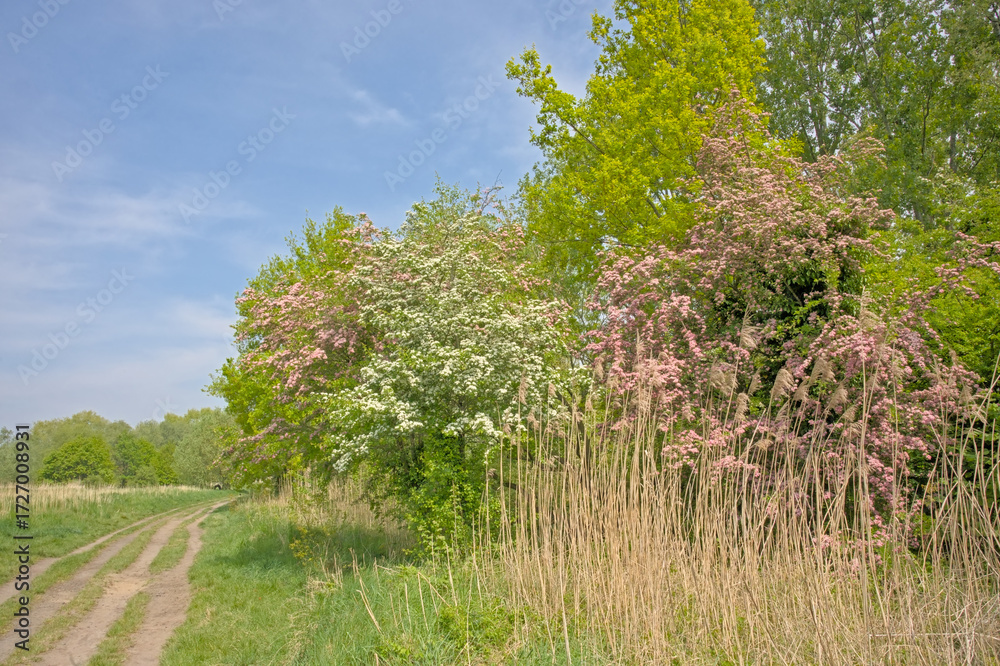 Obraz premium hiking trail along hawthor bushes with white and pink blossoms in spring in Bourgoyen nature reserve, Ghent, Flanders, Belgium