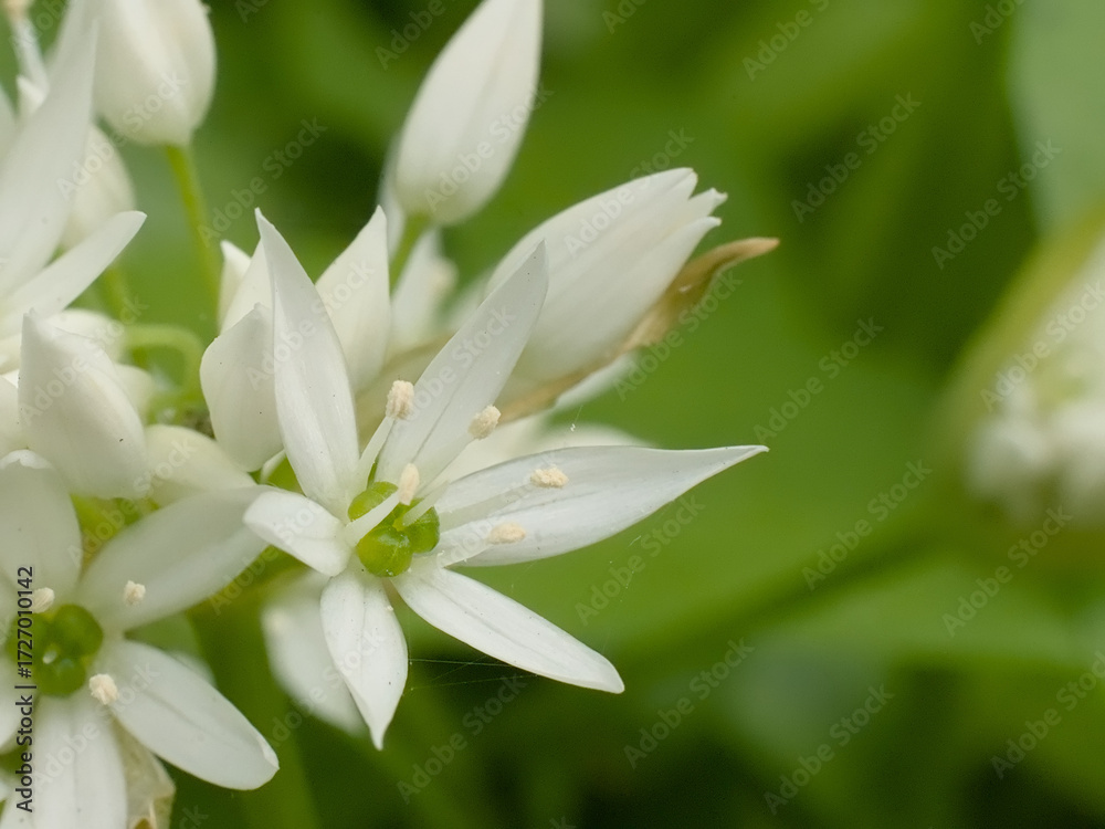 Fototapeta premium White flowers of wild garlic - Allium ursinum