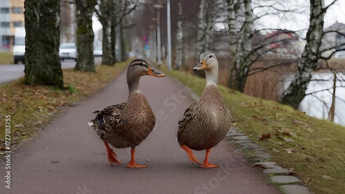 Two ducks walking along a path in a park, with trees and a building in the background