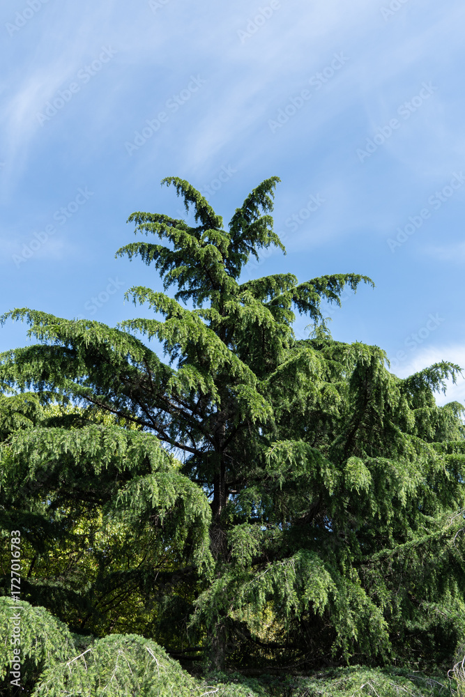 Fototapeta premium Lush, expansive Himalayan Cedar, Cedrus Deodara (Deodar Cedar, Himalayan Cedar) with dense green foliage, standing prominently in well-maintained grassy area under clear blue sky.