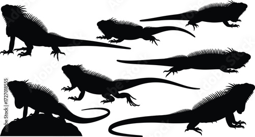 Several marine iguanas in different poses, showcasing their unique features and behavior