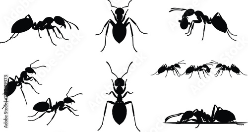 Ant insects in various poses, small and industrious creatures