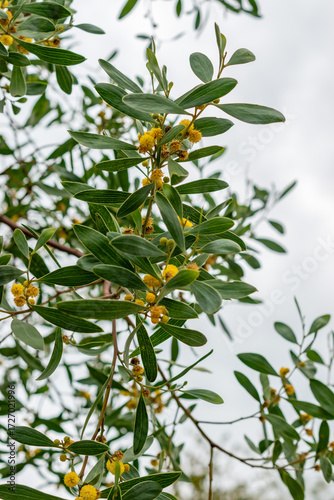 Coastal wattle or Acacia Cyclops plant in Saint Gallen in Switzerland 1.9.2025