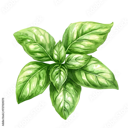 Basil, watercolor illustration vector, isolated on a white background.