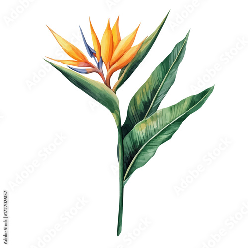 watercolor of Bird Of Paradise Flower, vector, isolated on a white background.