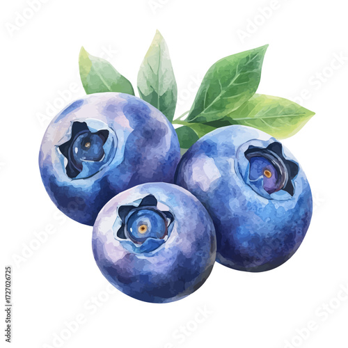 watercolor of Blueberries, vector, isolated on a white background.