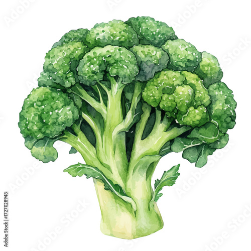 watercolor of Broccoli, vector, isolated on a white background.