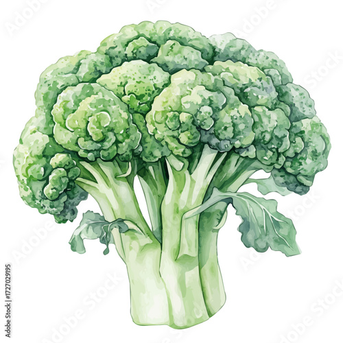 watercolor of Broccoli, vector, isolated on a white background.