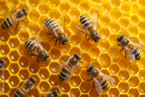 Close up of bees on a honeycomb. Working bees on honeycomb. Macro shot with in hive in honeycomb, wax cells honey. Honey in combs.