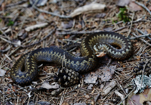 Wild reptile Vipera berus in its natural environment

