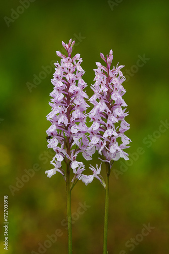 Flower Dactylorhiza fuchsii close-up
