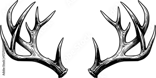 Detailed black and white illustration of deer antlers facing each other. Vector illustration
