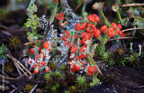 LichensCladonia coccifera in natural environment
