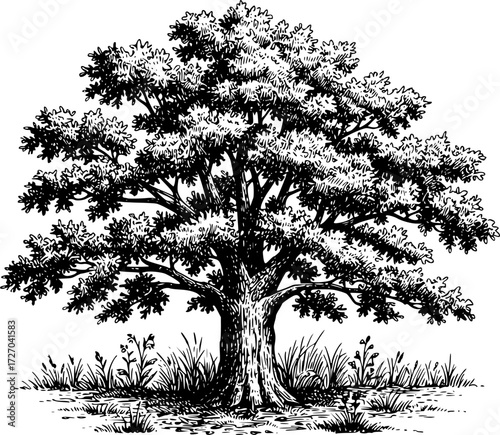 Botanical vector sketch hand drawn line art in landscape, large oak tree vintage engraving style
