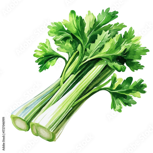 watercolor vector of Celery, isolated on a white background.