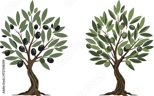 Black Olive Tree and Green Olive Tree Side by Side, Botanical Comparison of Ripening Fruit in Agricultural Nature Vector Illustration