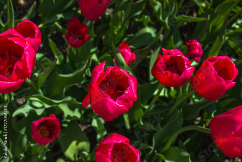 Pink Tulips Blooming in Michigan, USA