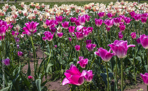 Fields of Tulips Blooming in Michigan, USA