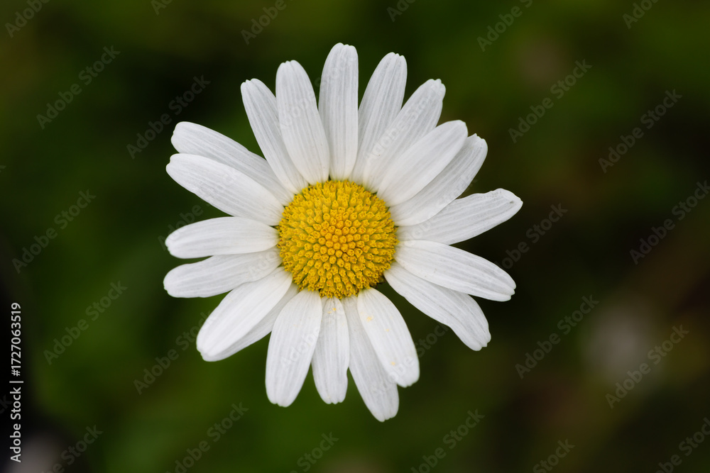 Fototapeta premium Gros plan sur le cœur d'une marguerite 