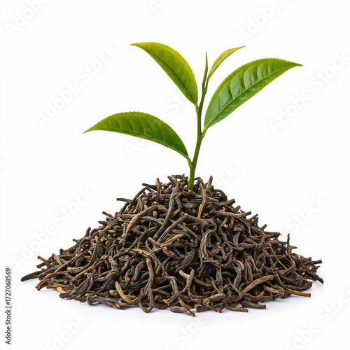 young green plant isolated on white background.
