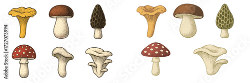 Various types of mushrooms illustrated with distinct shapes and colors showcasing their natural beauty and diversity